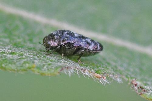 Réf. 348 868 : Trachys minutus